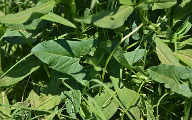 Field Bindweed, Convolvulus arvensis, Southwest Desert Flora